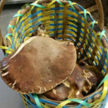 La Lorichella Nourriture