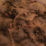 Dai Pironcelli Nourriture