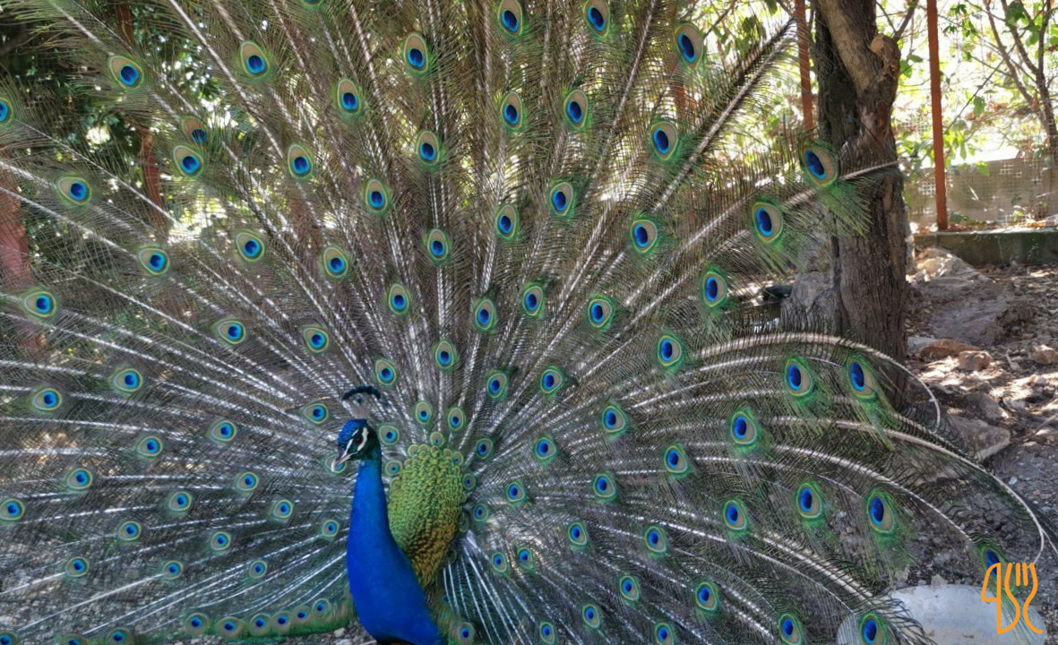 Selva Dei Risi À l'intérieur