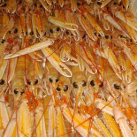 Four Fish À l'intérieur
