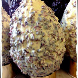 Cioccolato Company
