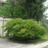 Il Ceppo Extérieur