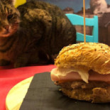 Neko Cafè Comida