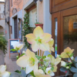Il Mirtillo Nero Osteria 2.0