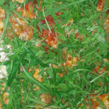 Pizzeria Leon D'oro food