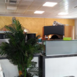 Pizzeria Matterello food