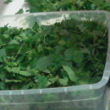 Maremmabona Nourriture