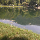 Lago D'oro Nourriture