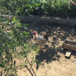 Le Tre Streghe Agriturismo Comida