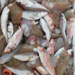 Squid Nourriture
