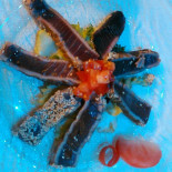 Bluaqua Nourriture