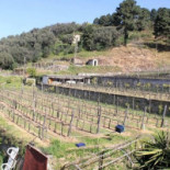 Cantine Basile food