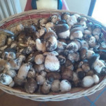 Bacucco D'oro Comida