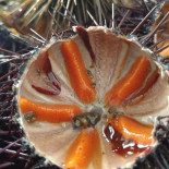 Alimentari Tabacchi Da Carlo Nourriture
