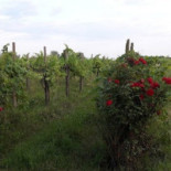 Agriturismo Borgo Fornasir Comida