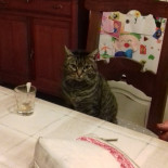 Pontechino Comida