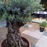 Pizzeria Minigolf Nourriture