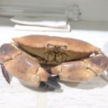 Delfino Dentro