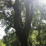 La Vecchia Quercia Nourriture
