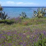 Papale' Beach Nourriture