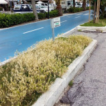 Stella D'oro Exterior