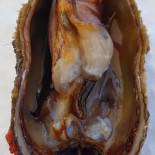 Stella Del Mare Nourriture