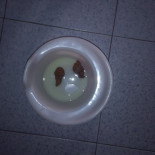 Il Panda Nourriture