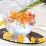 Primavera Nourriture
