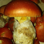 Miron Nourriture