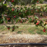 Locanda Maremagno Nourriture