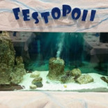 Festopoli Nourriture