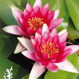 Lotus Dentro