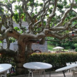 Trattoria Il Platano outside