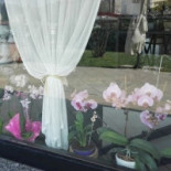 Smeraldo Nourriture