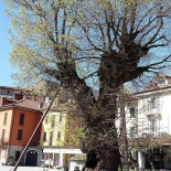 Vecchio Olmo Extérieur