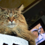 Pizza Gatto Dentro