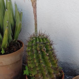 Pizzeria Etnei Extérieur