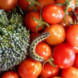 Terre Di Fulvio Comida