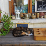 Caffe Loggie Cibo