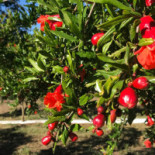 Tenuta Il Melograno Nourriture