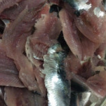 Albatros Comida