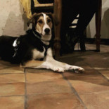 Dulcisinfundo Comida