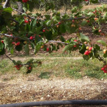 Locanda Maremagno Nourriture