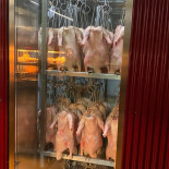 Sia Cibo