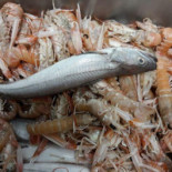 Mare E Monti Comida