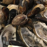 Samì Cibo