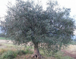 Papa Agriturismo outside