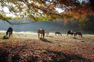 Agriturismo Cornacchino Viaggi E Vacanze A Cavallo E Non Solo outside