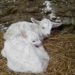 Bacchedilo Nourriture