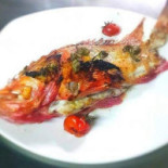 Seashell Cibo